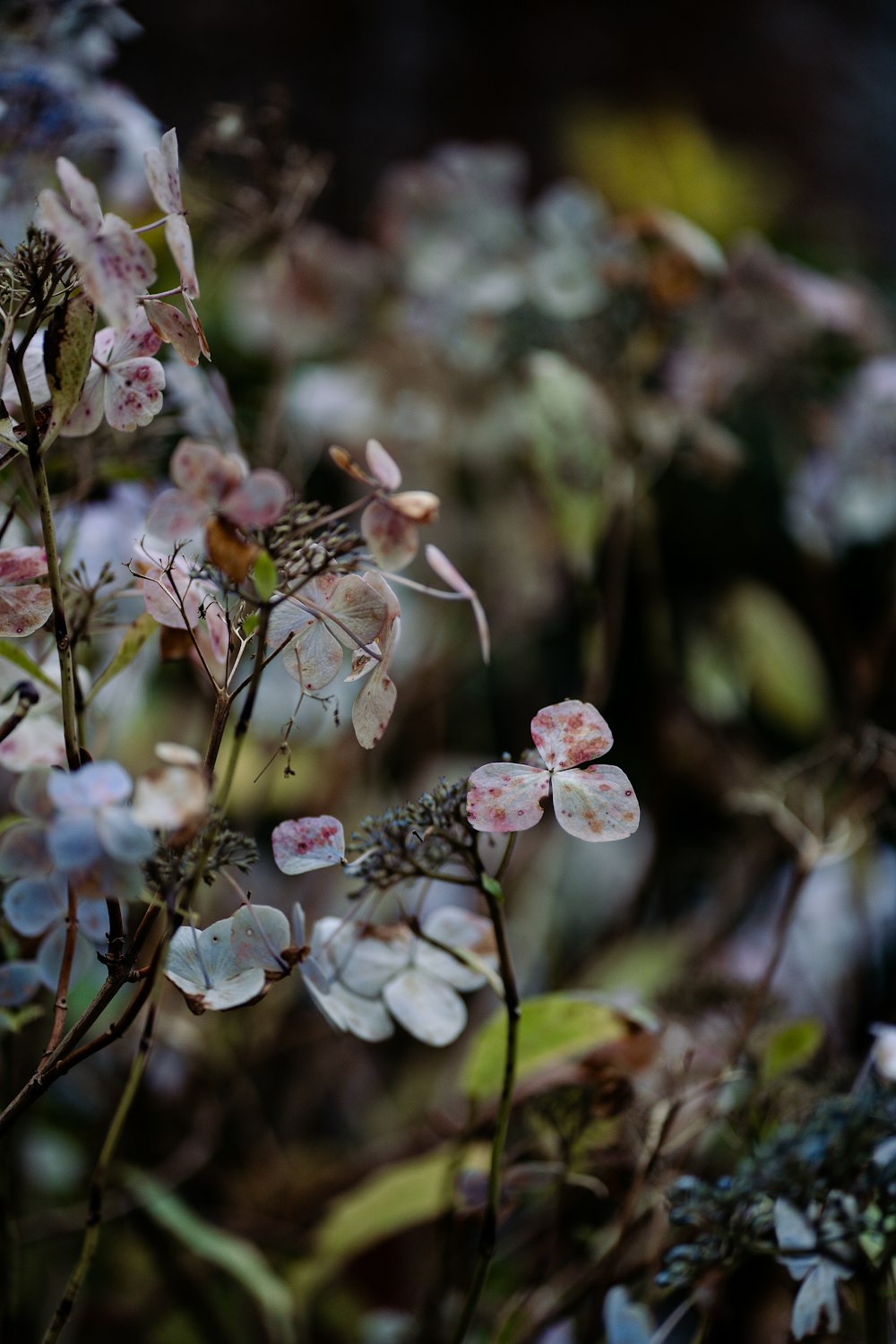 purple and white flowers in tilt shift lens