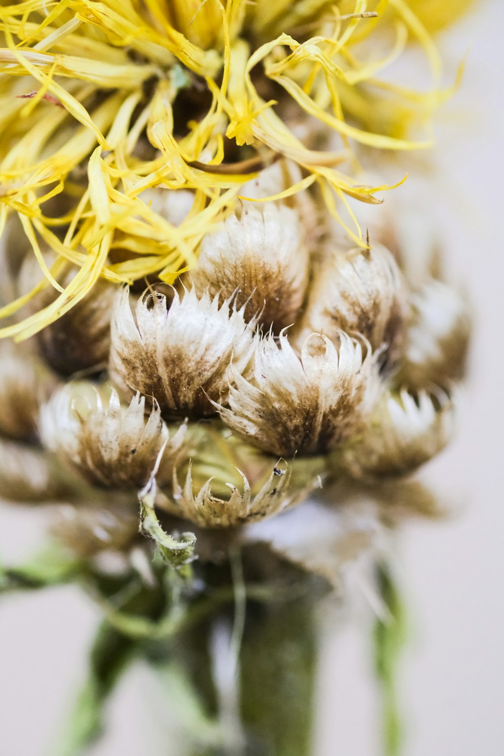 yellow flower in macro lens