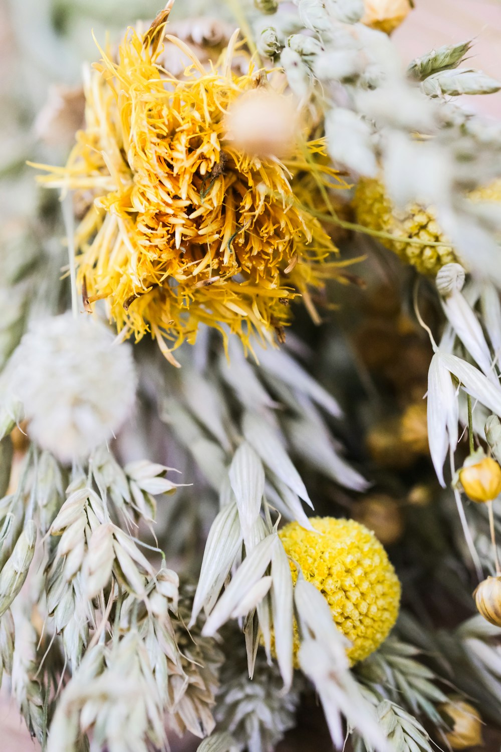 white and yellow flowers in macro lens