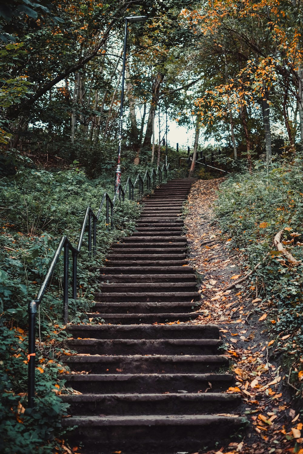 braune Holztreppe zwischen Bäumen tagsüber