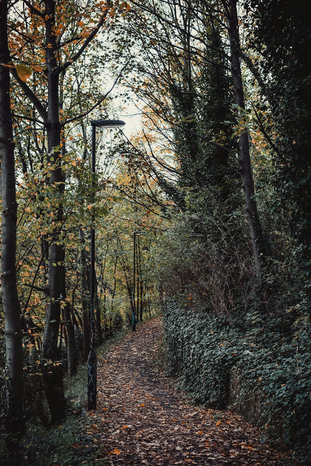 brown and green trees during daytime