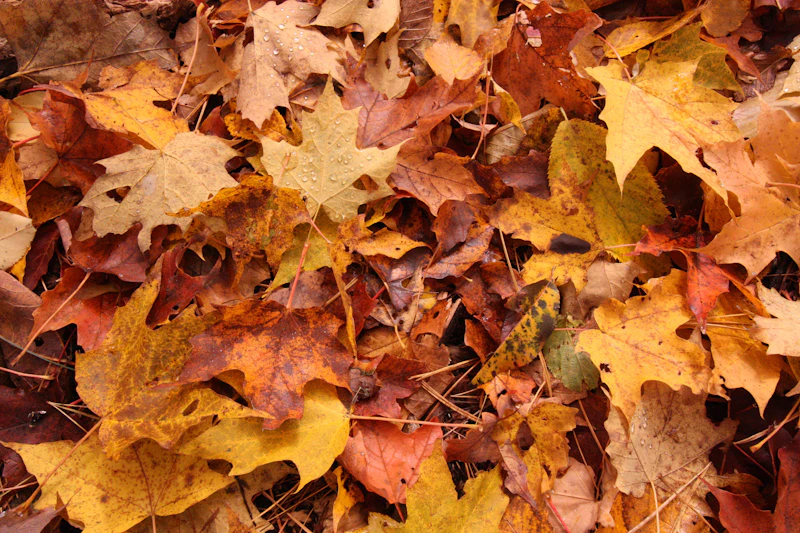Fallen maple leaves gathered on a lawn