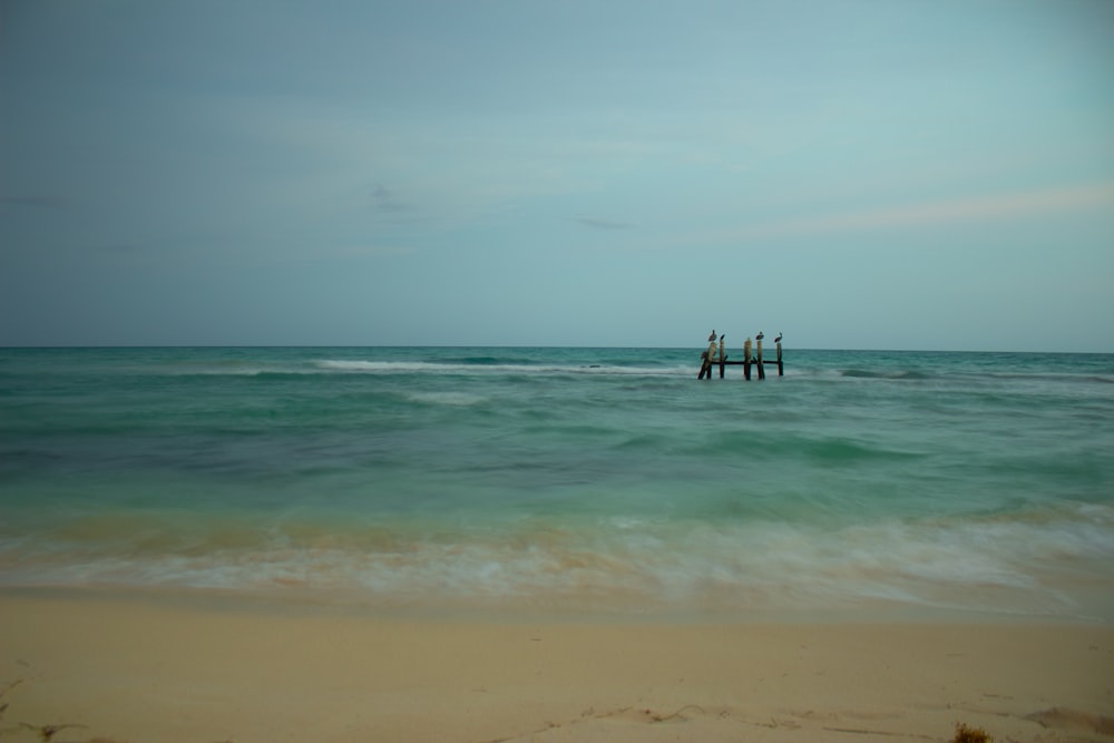 people on beach during daytime