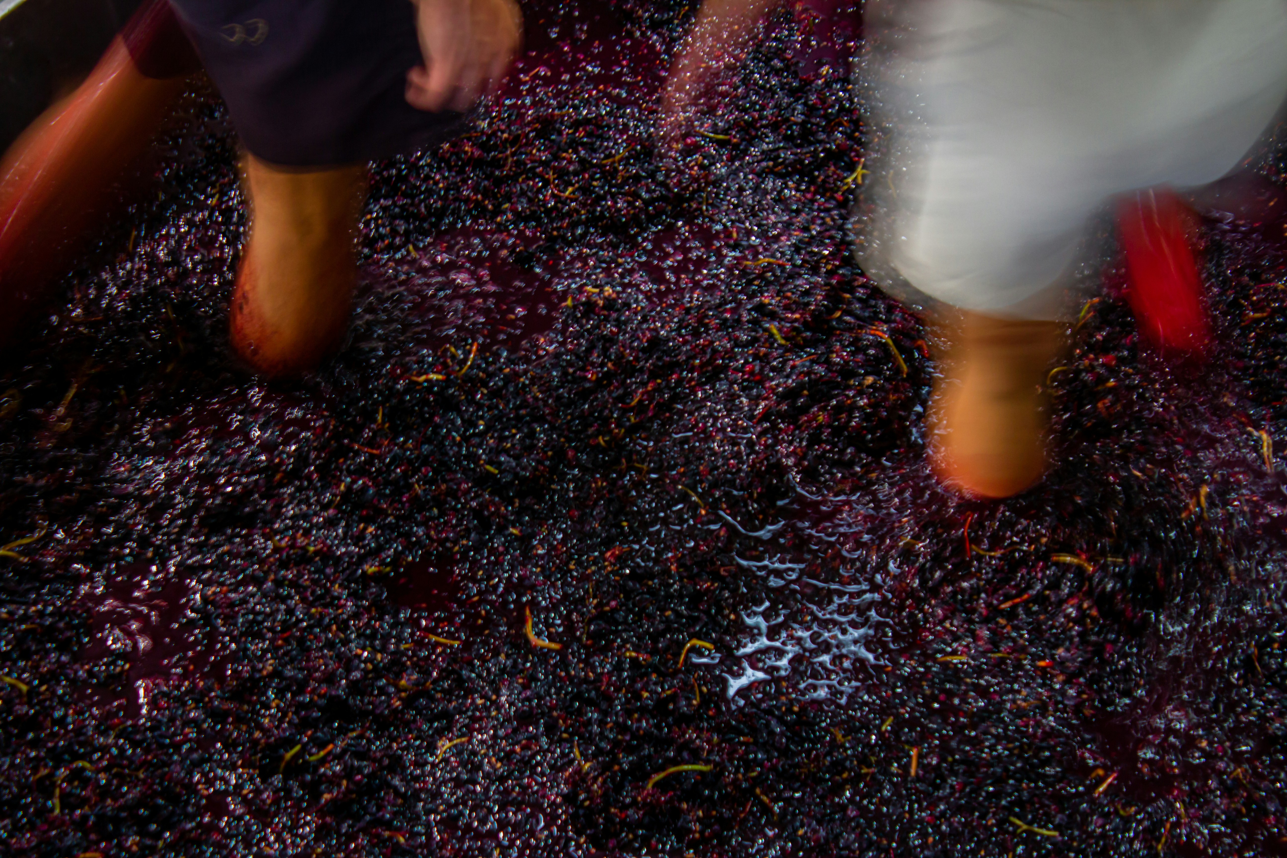 Lasagna with Mushroom Ragù and Prosciutto Cotto