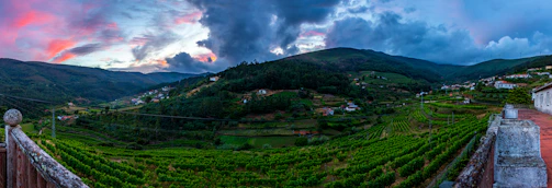 Panoramic view of lush vineyards stretching over rolling hills.