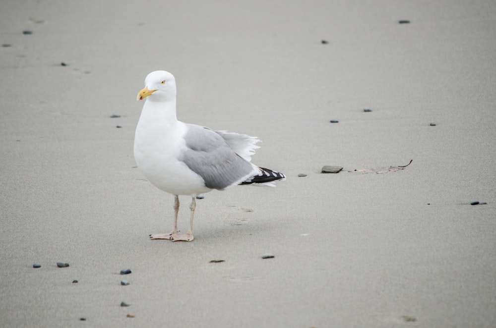 Gaviota blanca sobre arena gris durante el día