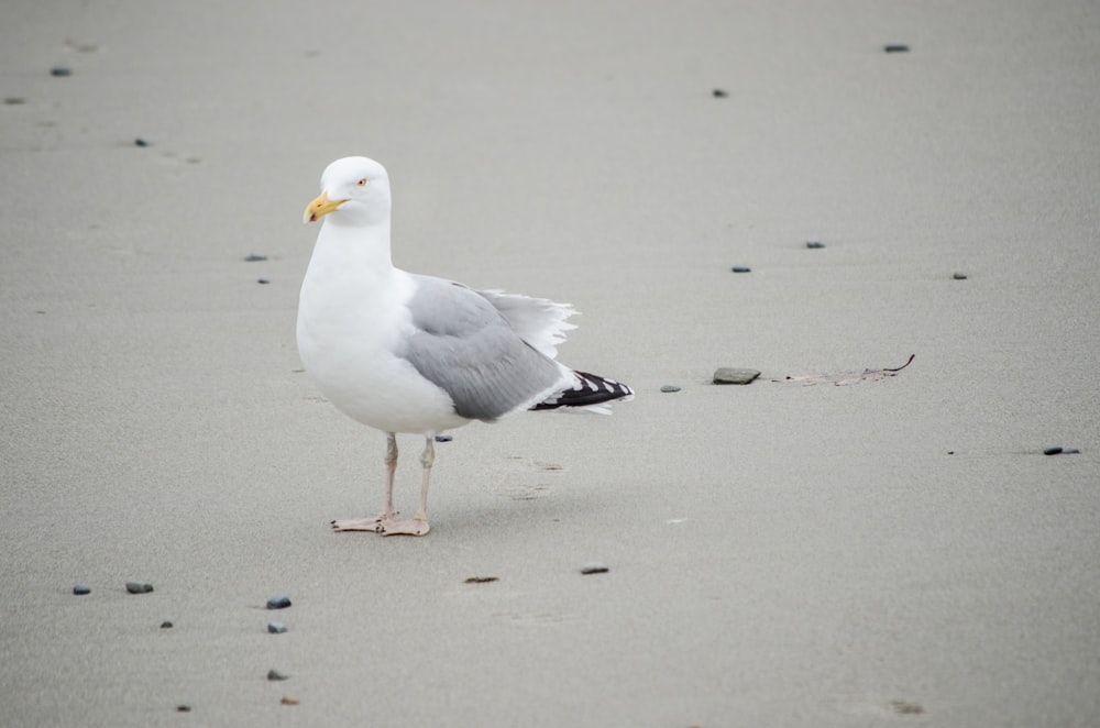 white gull on gray sand during daytime