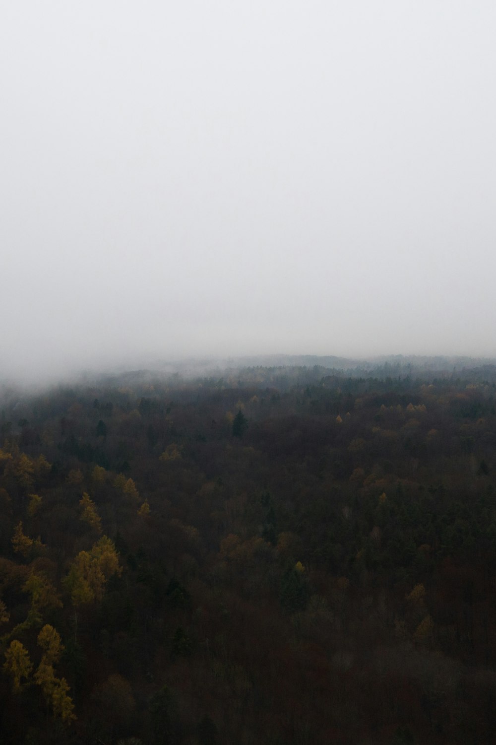 arbres verts sur la montagne pendant la journée brumeuse