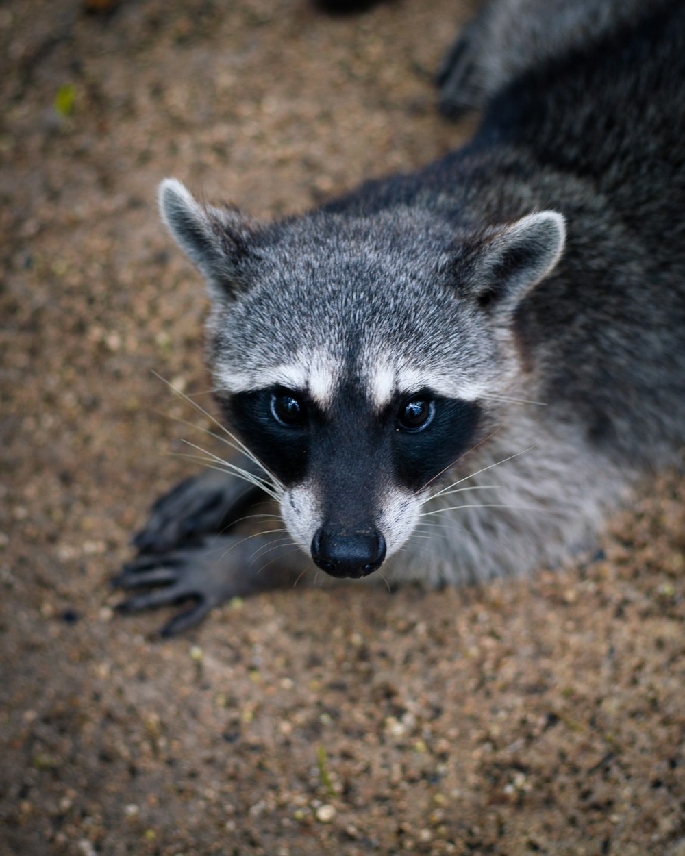 gray and white animal on brown soil