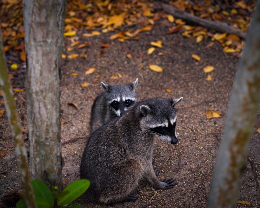 black and white animal on brown tree trunk