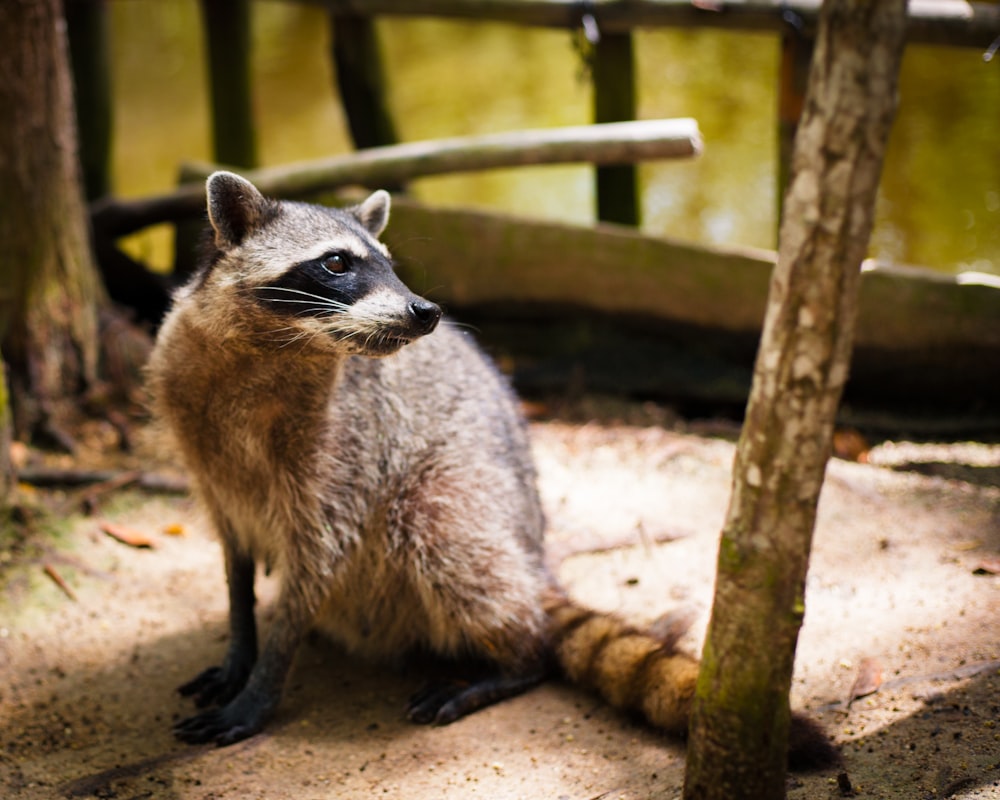 brown and white animal on brown wooden fence during daytime