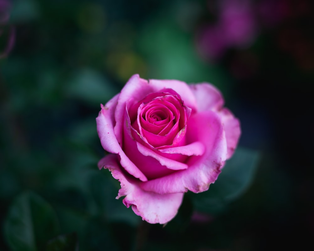 pink rose in bloom during daytime