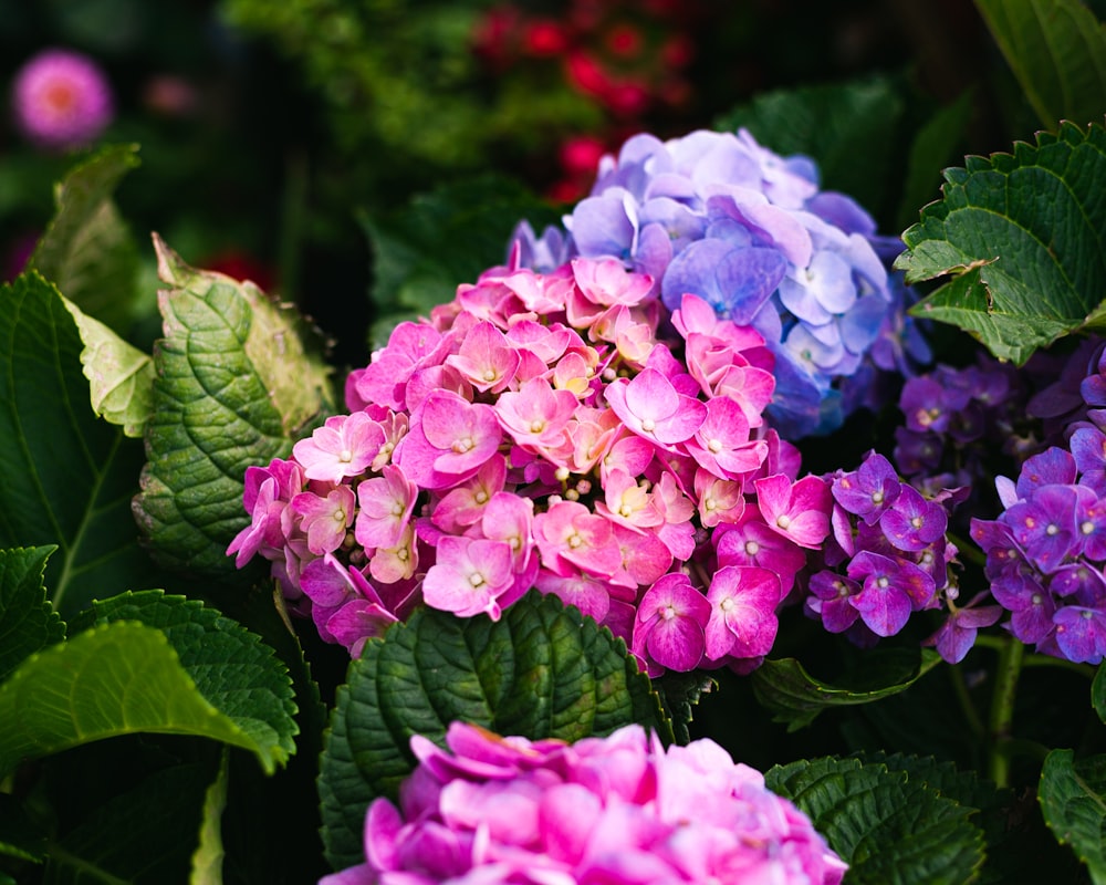 pink flowers with green leaves