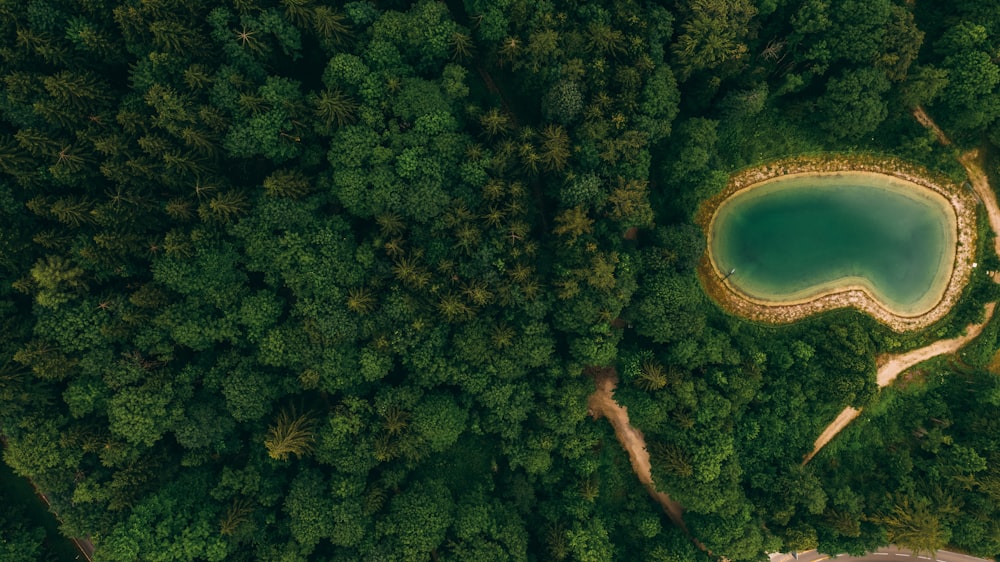 aerial view of green trees