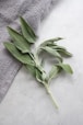 green plant on white textile