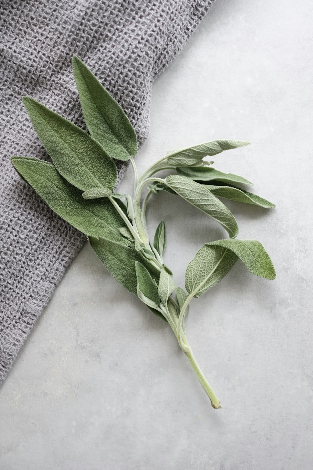 green plant on white textile