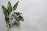 green leaves on white surface