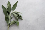 Close-up of a hand delicately arranging fresh sage leaves on a warm taupe surface.