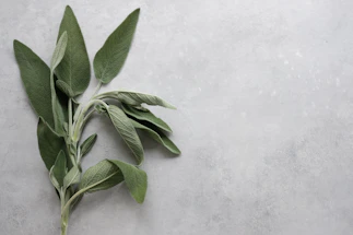 A gentle hand holding a small sprig of sage leaves against a soft ivory background.