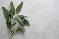 Close-up of fresh sage leaves resting on a warm parchment background.