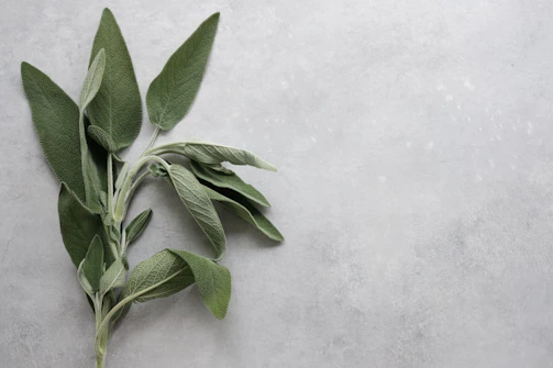 A gentle hand holding a small sprig of sage leaves against a soft ivory background.