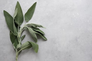 green leaves on white surface