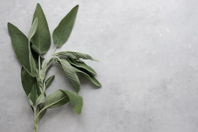 Close-up of fresh sage green pet accessories arranged neatly on an off-white background, highlighting texture and color.