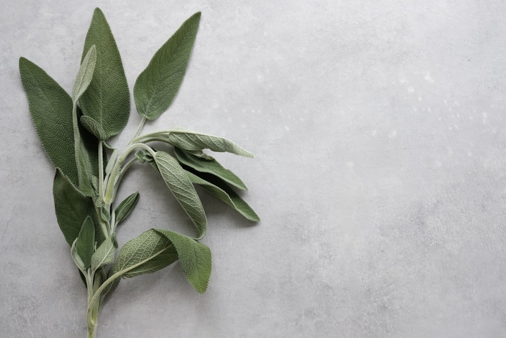 green leaves on white surface