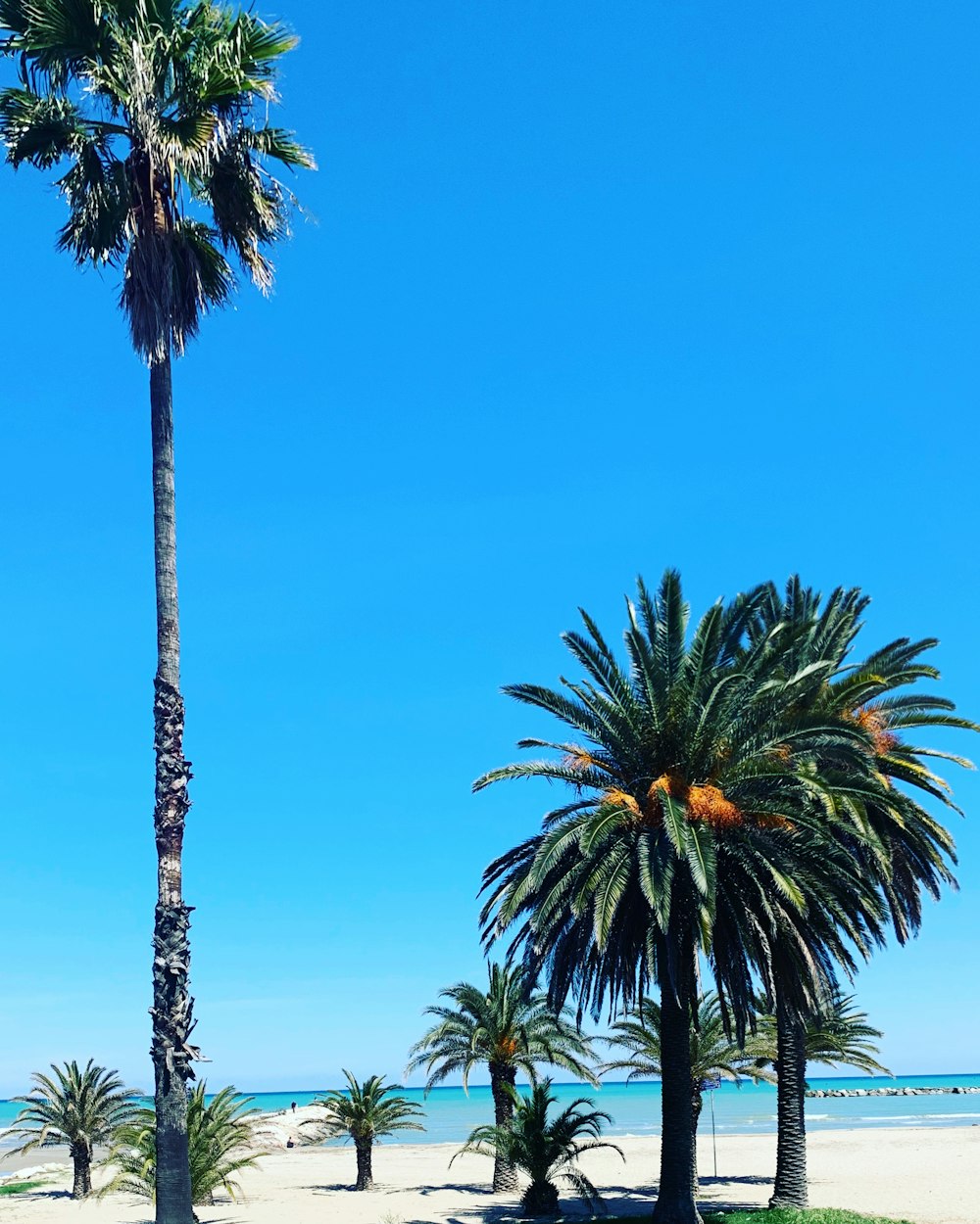 green palm tree under blue sky during daytime