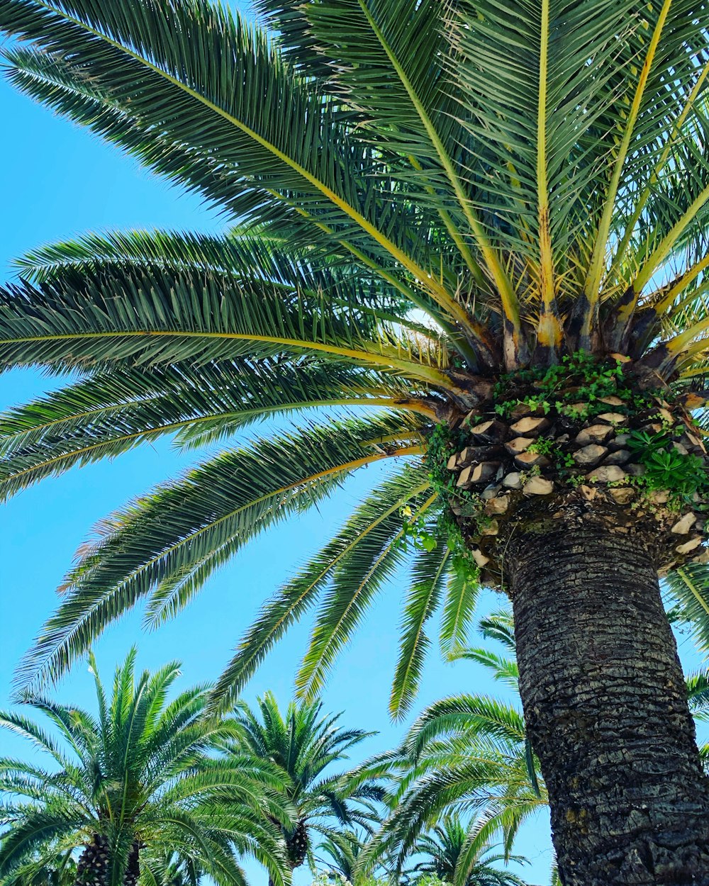 green palm tree under blue sky during daytime