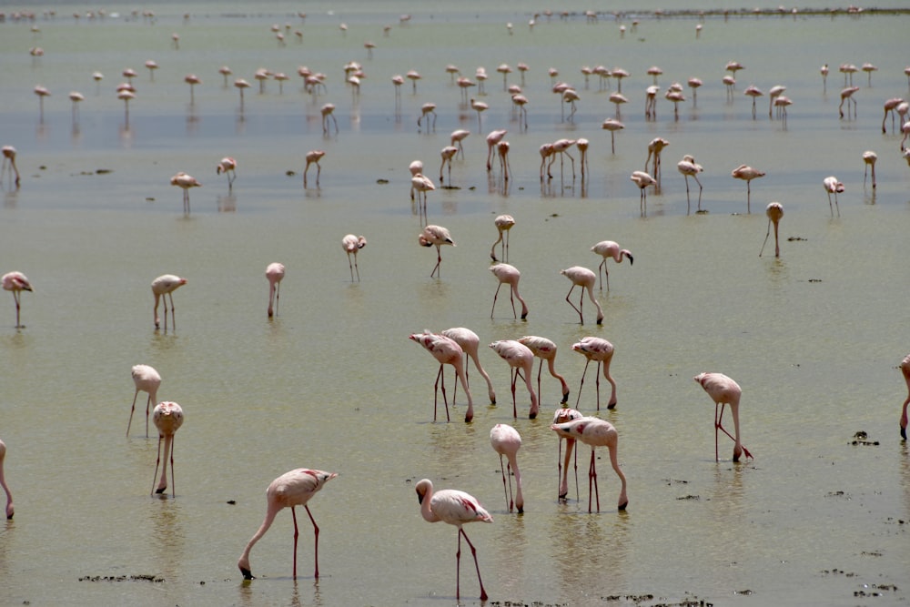 flock of pink flamingos on water
