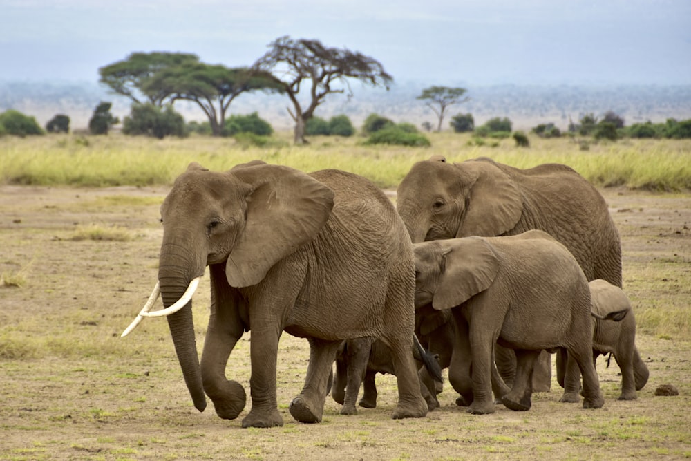 昼間、茶色の野原を歩く2頭の茶色の象