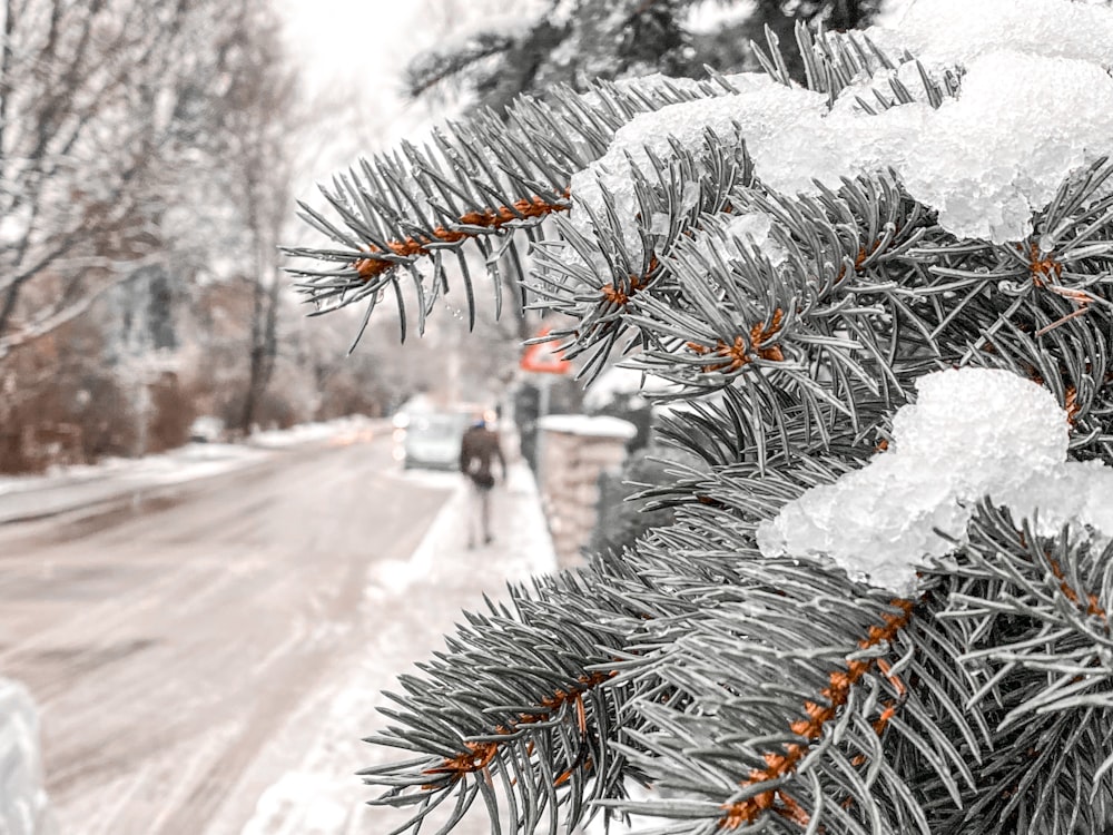 snow covered pine tree during daytime