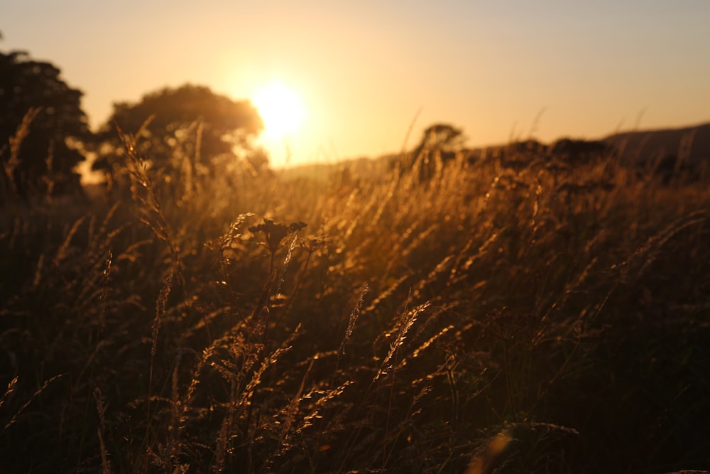 brown grass field during sunset