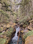 a stream running through a forest filled with lots of trees