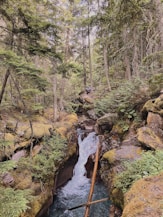a stream running through a forest filled with lots of trees