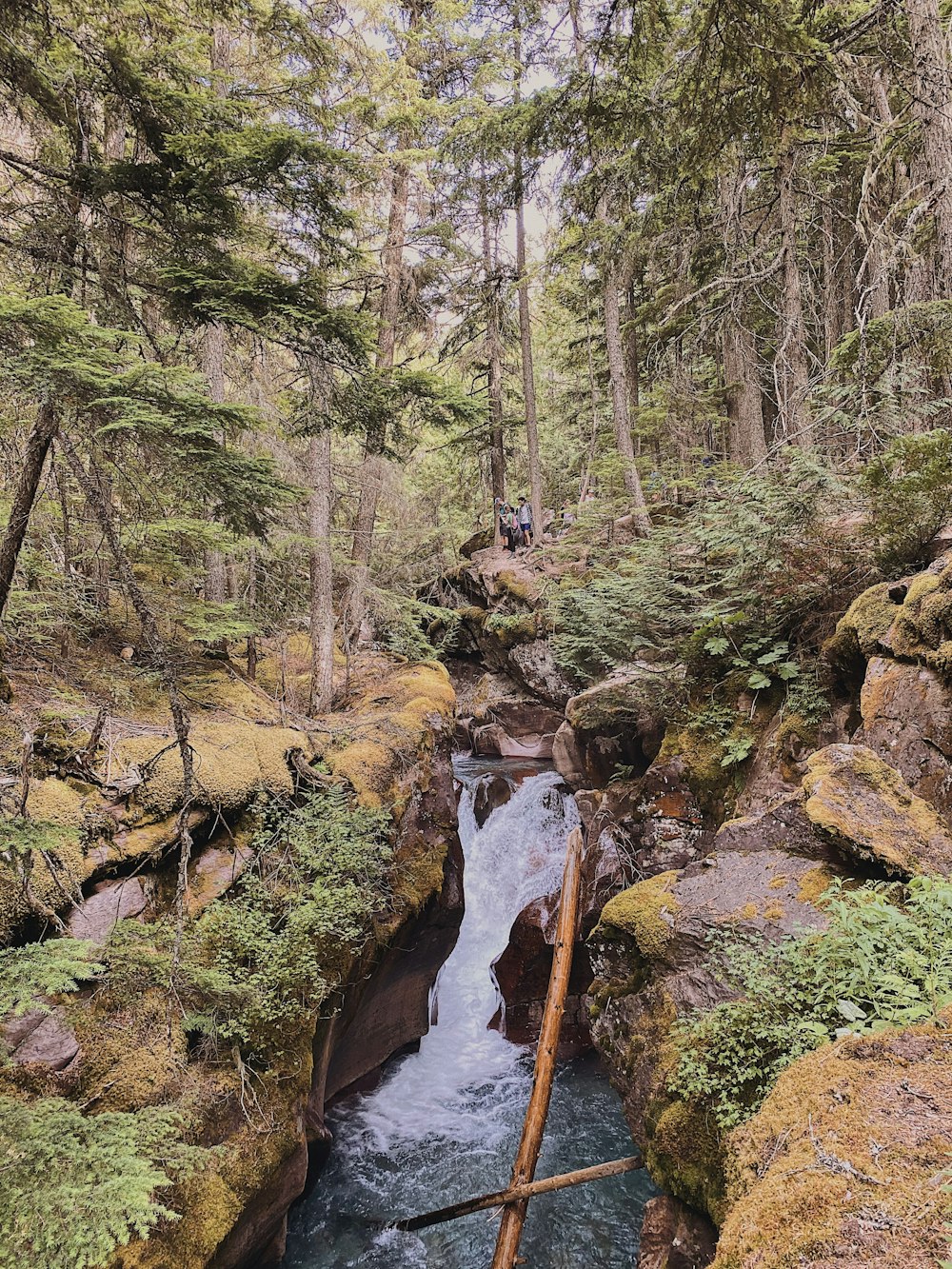 a stream running through a forest filled with lots of trees