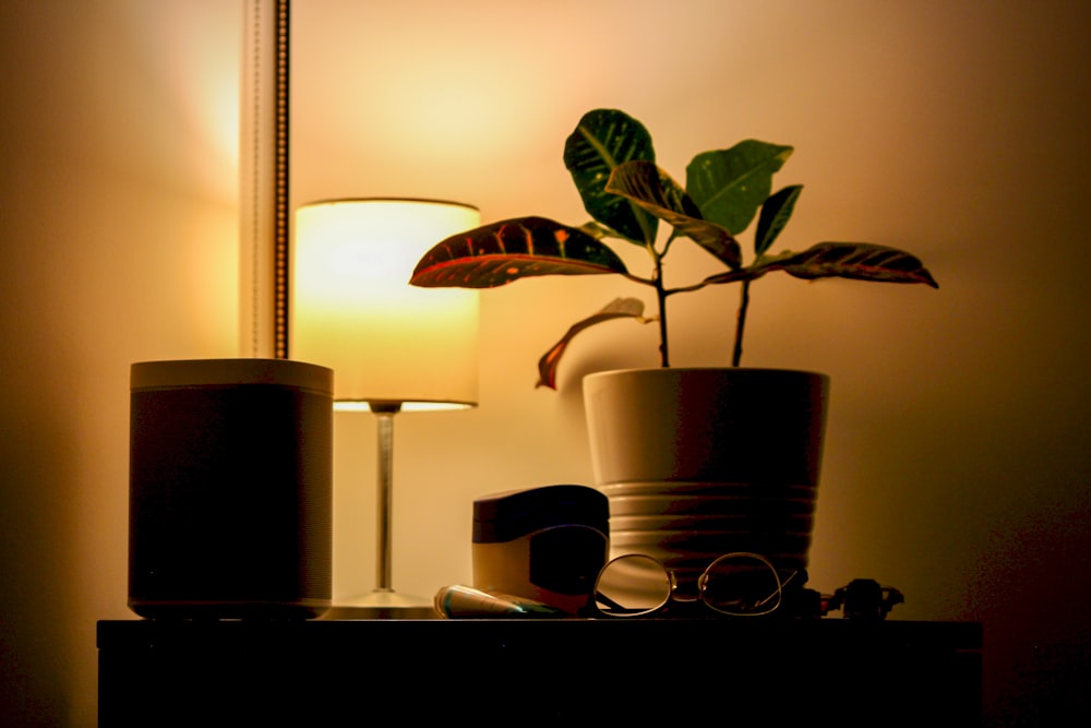 green potted plant beside table lamp