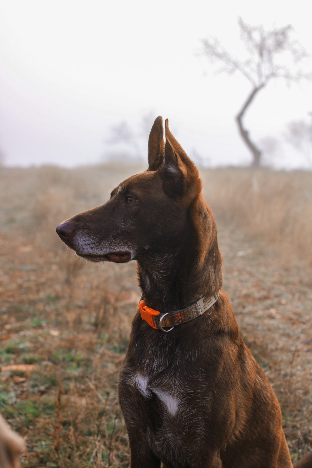 brown and black short coated dog sitting on ground during daytime