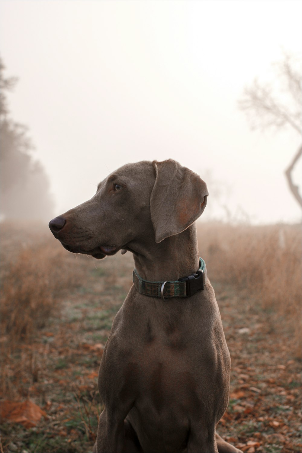 gray short coat large dog on brown grass field during daytime