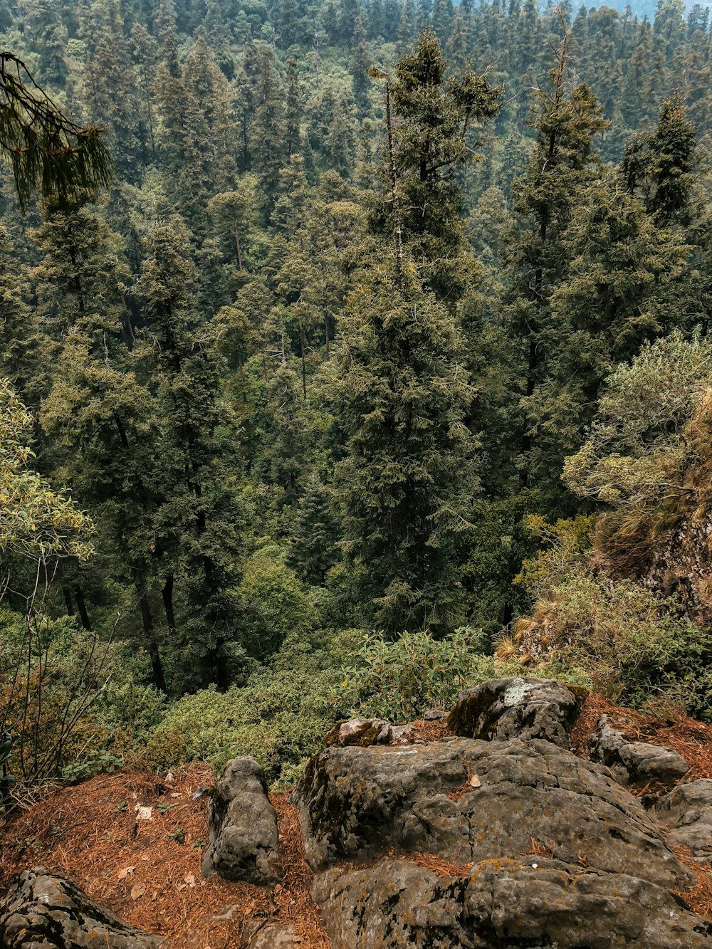 green trees on brown rocky mountain during daytime