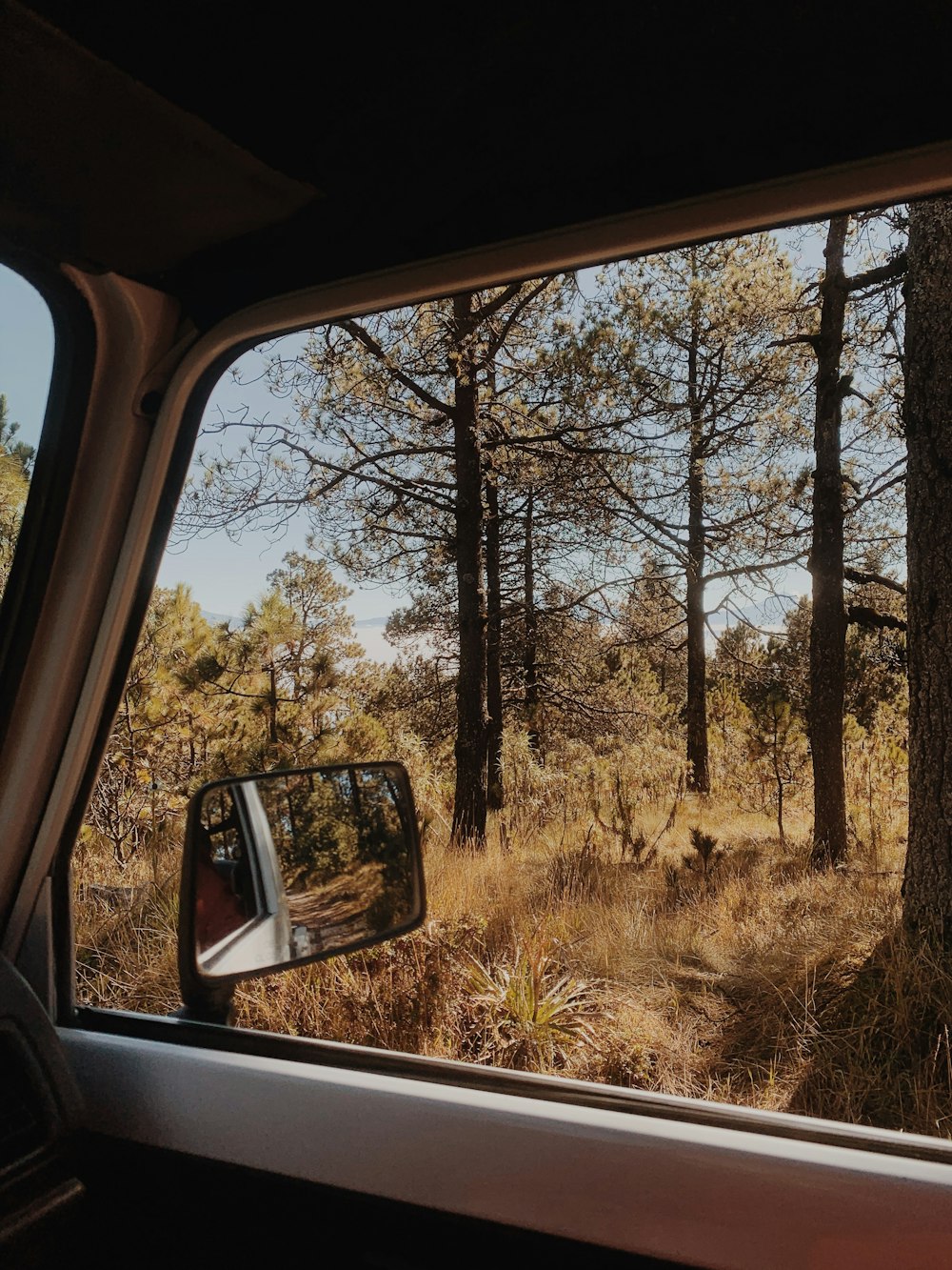 car window view of green trees during daytime