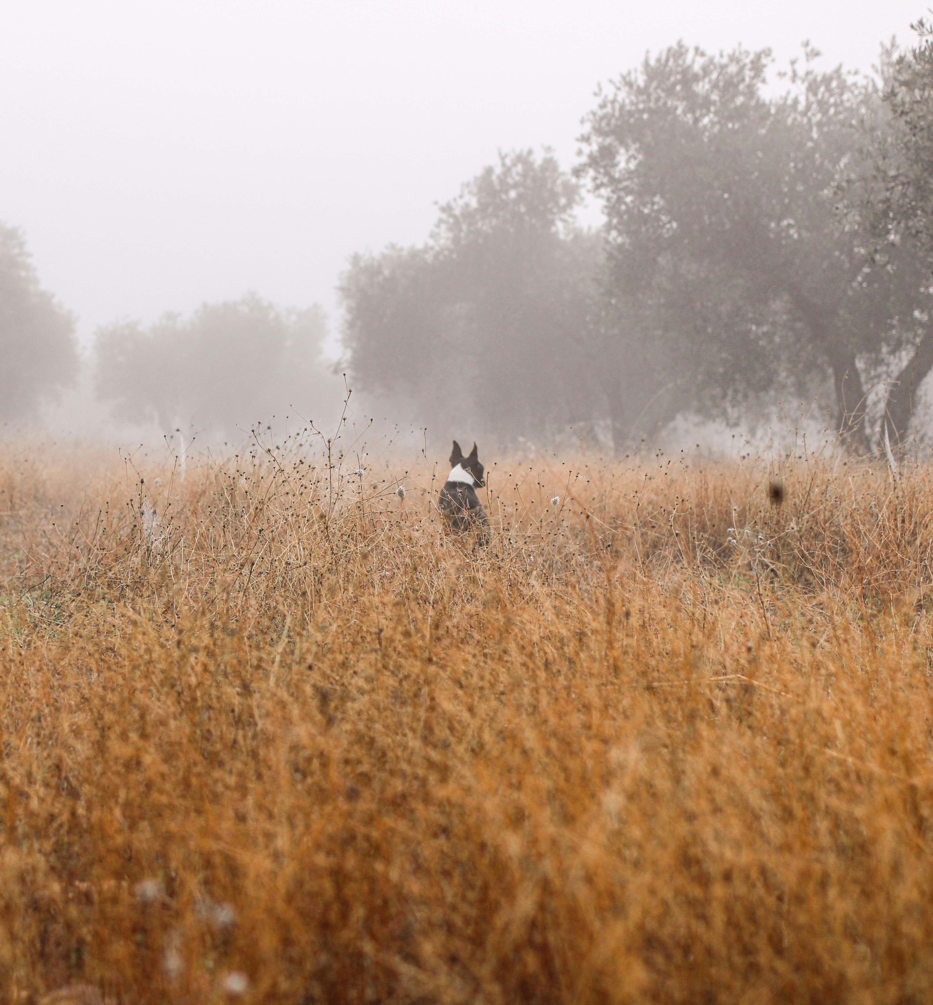 Walks through the fields of Ciudad Real in autumn