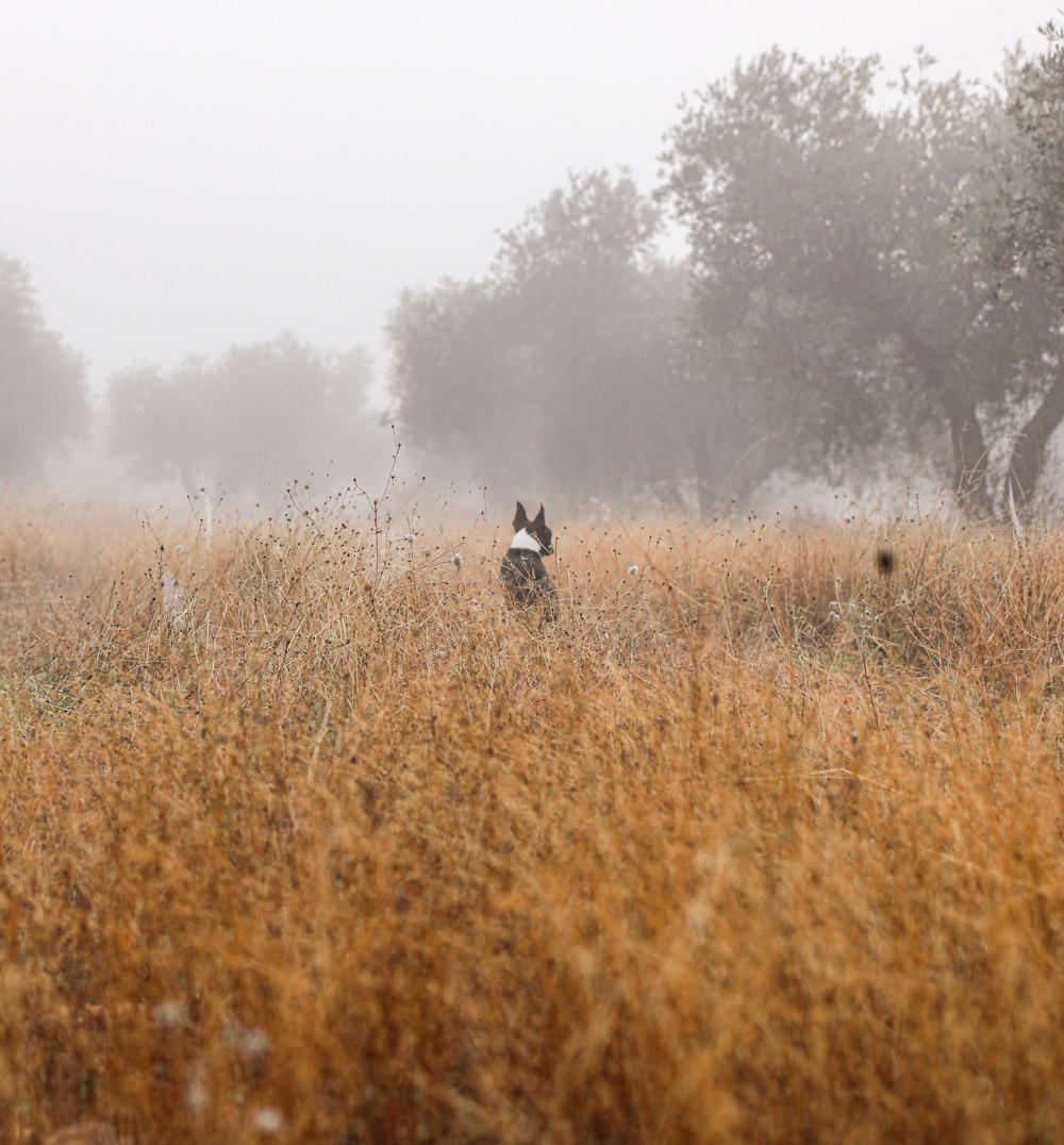 person in black jacket walking on brown grass field during foggy weather