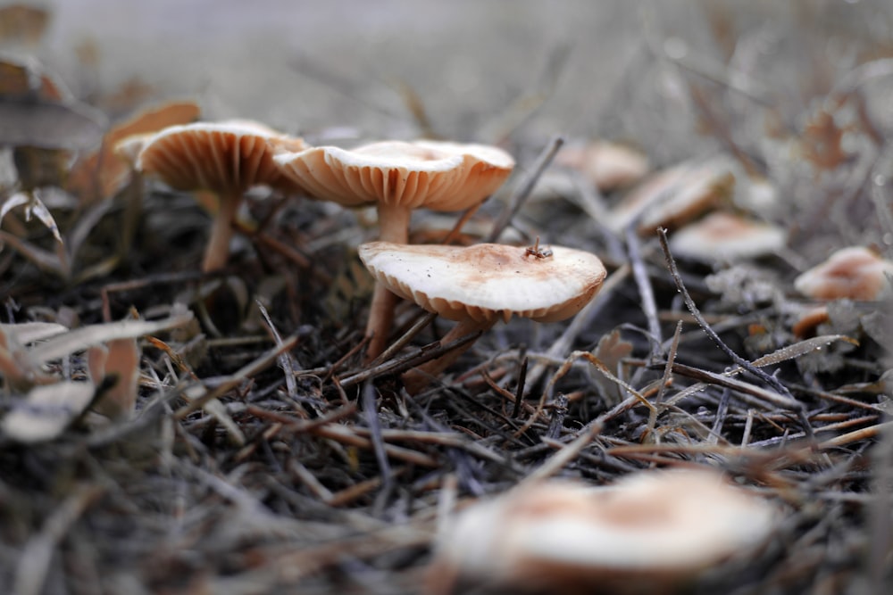 brown and white mushrooms on ground