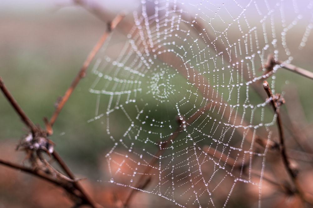 spider web in close up photography