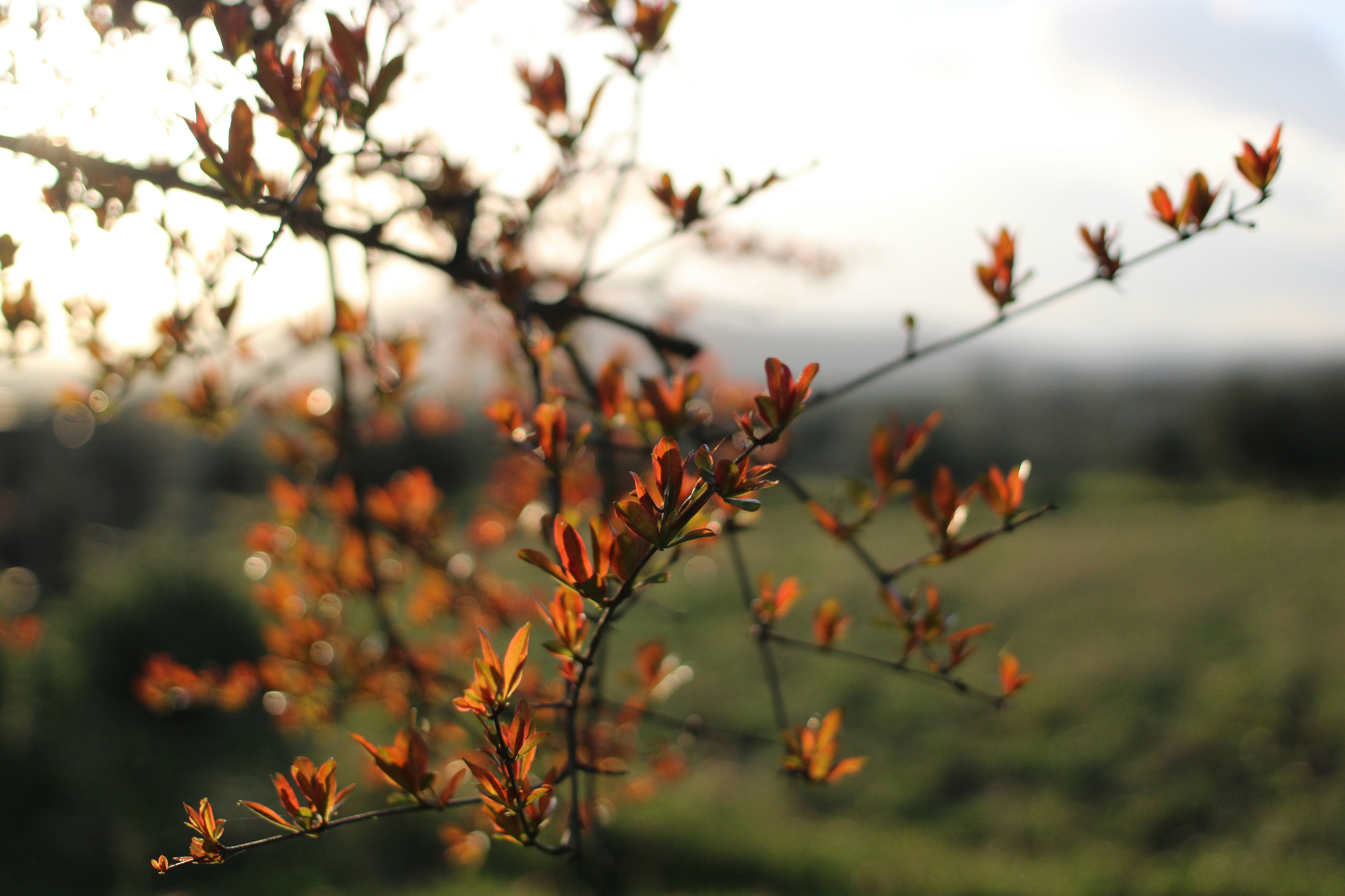 Walks through the fields of Ciudad Real in autumn