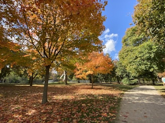 a path in a park with lots of leaves on the ground