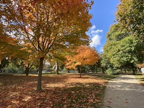 a path in a park with lots of leaves on the ground