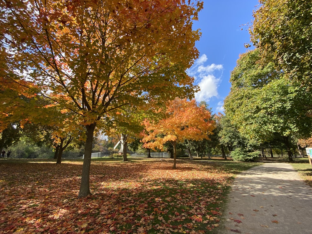 a path in a park with lots of leaves on the ground